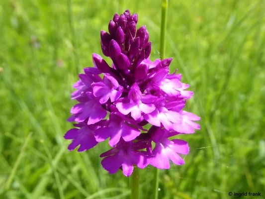 Anacamptis pyramidalis / Pyramiden-Spitzorchis