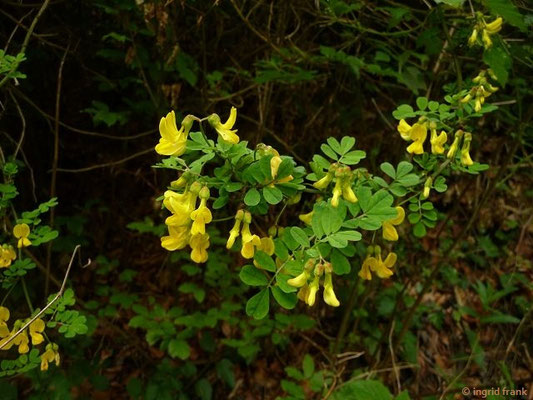 Colutea arborescens / Gewöhnlicher Blasenstrauch