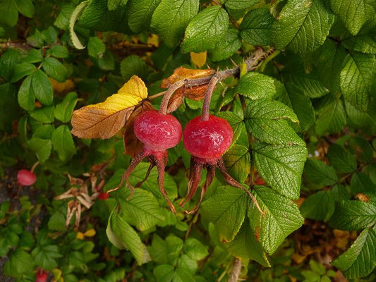 Rosa rugosa - Kartoffel-Rose