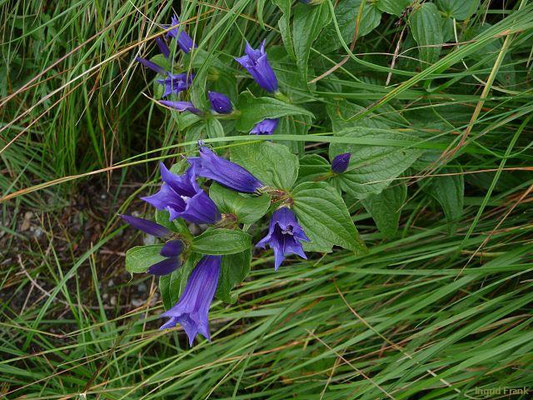 Gentiana asclepiadea / Schwalbenwurz-Enzian