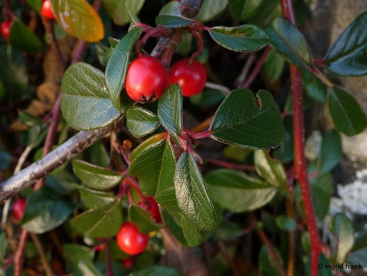 Cotoneaster