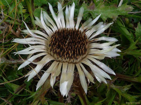 Carlina acaulis / Silberdistel