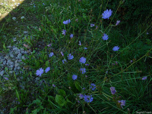 Cichorium intybus / Wegwarte   (07.08.2010; Jagsttal zwischen Kloster Schöntal und Jagsthausen) 