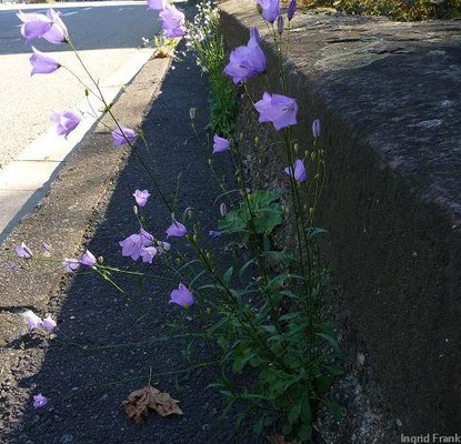 Campanula rotundifolia / Rundblättrige Glockenblume  (08.09.2012; Heidelberg, Straße im Neckartal)