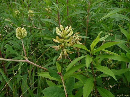 Astragalus glycyphyllos / Bärenschote, Süßblatt-Tragant