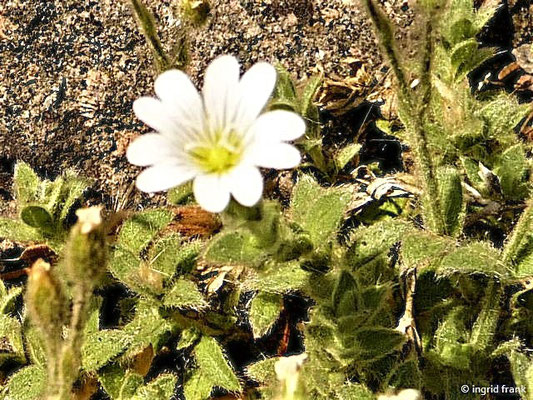 Cerastium alpinum / Alpen-Hornkraut