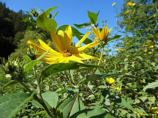Helianthus toberosus / Topinambur
