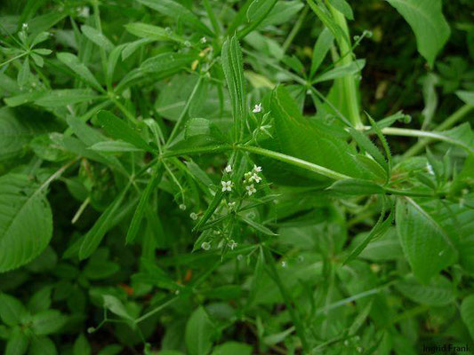 Galium aparine / Kletten-Labkraut