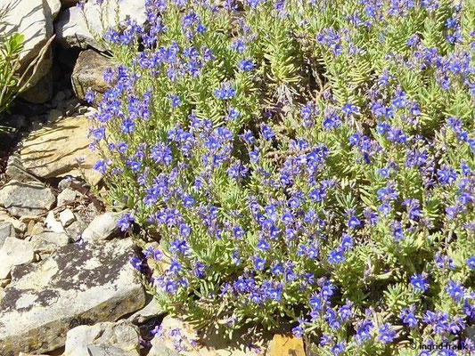 Veronica cinerea / Aschgrauer Ehrenpreis (12.05.2019; Botanischer Garten Universität Würzburg)