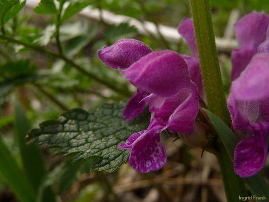 Lamium maculatum - Gefleckte Taubnessel    (IV-IX)