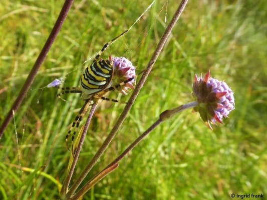 Succisa pratensis / Gewöhnlicher Teufelsabbiss    (12.09.2021; Blitzenreuter Seenplatte)