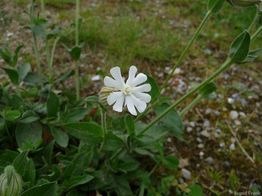 Silene  ssp. alba / Weiße Lichtnelke, Weiße Nachtnelke    VI-IX