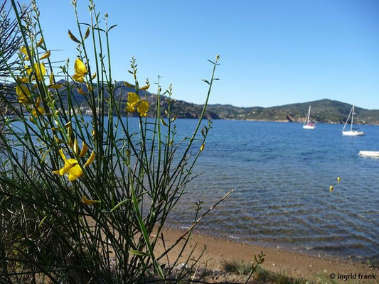 Spartium junceum / Pfriemenginster    (25.04.2016; Italien, Insel Elba)