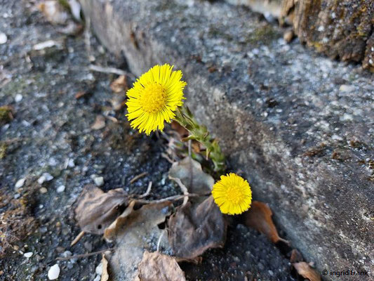 03.03.2024, Weingarten, Lazarettstraße: Tussilago farfara / Huflattich