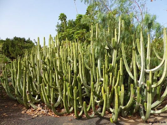 Euphorbia canariensis / Kanaren-Wolfsmilch