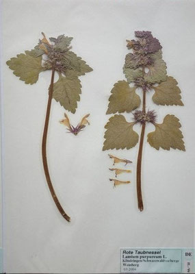 Lamium purpureum / Purpurrote Taubnessel    (3/2004; Köndringen, Schwarzbaldvorberge)   (Herbarium Dr. Wolf von Thun)