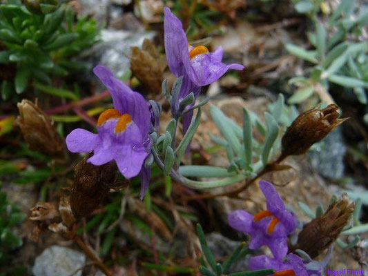 Linaria alpina / Alpen-Leinkraut