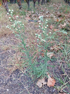 Conyza bonariensis / Argentinisches Berufkraut  