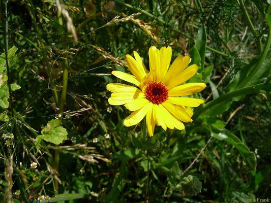 Calendula officinalis / Gewöhnliche Ringelblume