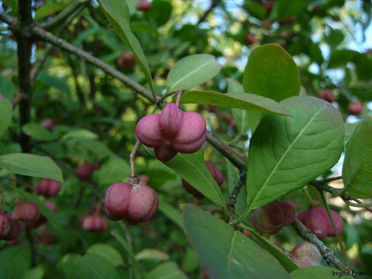 01.08.2011: Euonymus europaeus / Europäisches Pfaffenhütchen