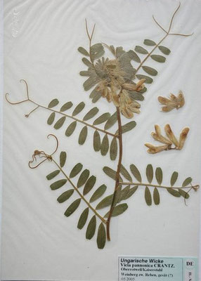 Vicia pannonnica / Pannonische Wicke, Ungarische Wicke    V-VII    (Herbarium Dr. Wolf von Thun)