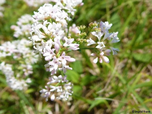 08.07.2022; NSG Beurener Heide