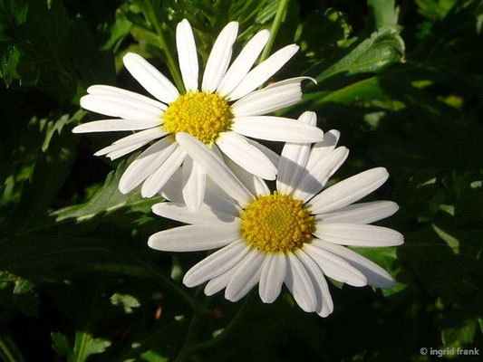 Argyranthemum broussonetii / Broussonet-Kanarenmargerite