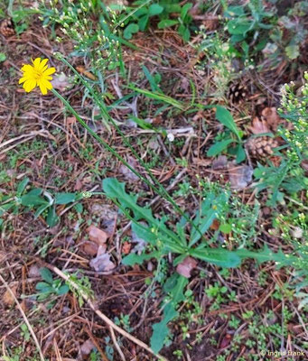 Hypochaeris radicata / Gewöhnliches Ferkelkraut    (15.08.2023; NSG Sandauser Düne, Pferdstrieb)
