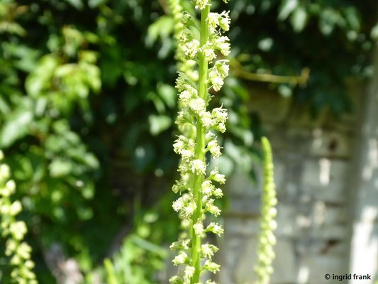 Reseda luteola / Färber-Wau, Färber-Resede
