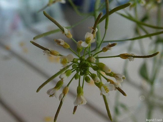 Arabidopsis thaliana - Acker-Schmalwand