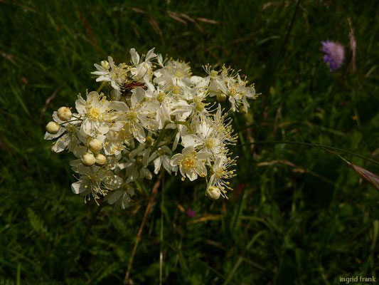 Filipendula vulgaris / Kleines Mädesüß    VI-VII