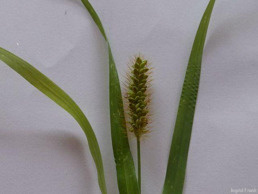 Setaria pumila - Fuchsrote Borstenhirse