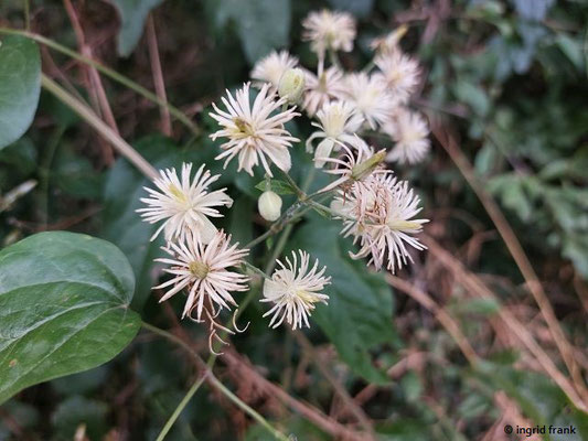 Clematis vitalba / Gewöhnliche Waldrebe   (15.07.2023; NSG Sandhausener Düne, Pflege Schönau-Galgenberg)