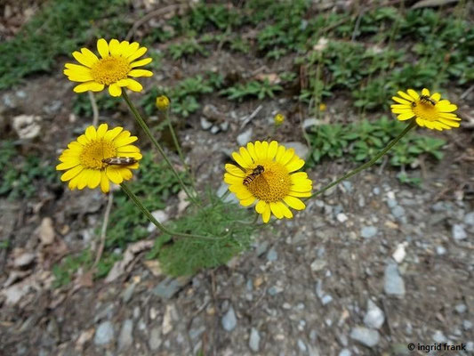 Anthemis tinctoria - Färber-Hundskamille  VI-IX