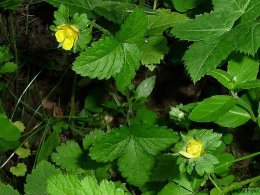 Potentilla indica - Scheinerdbeer-Fingerkraut    V-VI(-X)