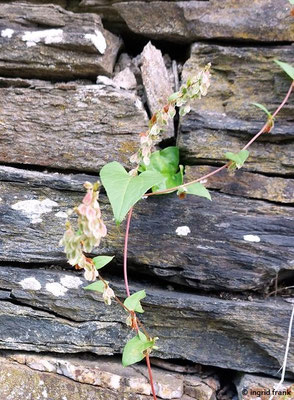 Fallopia dumetorum / Hecken-Windenknöterich (15.09.2025; Rotweinwanderweg zwischen Dernau und Ahrweiler)