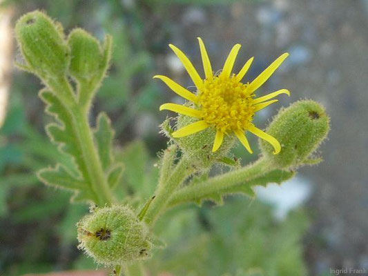 Senecio viscosus / Klebriges Greiskraut    VI-X