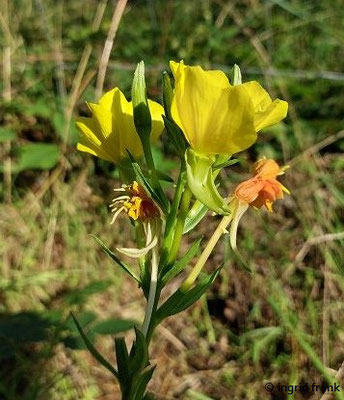 Oenothera biennis agg. / Artengruppe Gewöhnliche Nachtkerze   (15.08.2023; NSG Sandhausener Düne, Pferdstrieb)