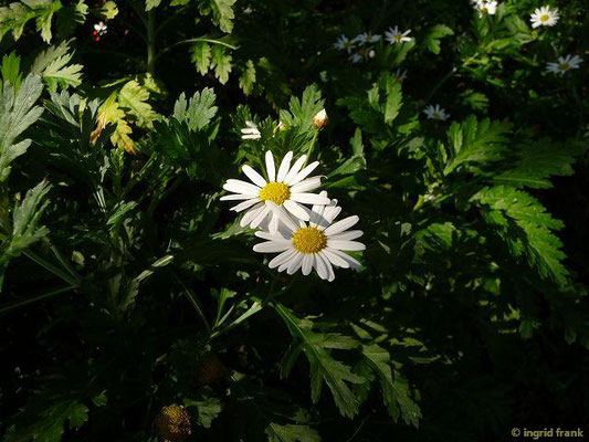 Argyranthemum broussonetii - Broussonet-Kanarenmargerite (La Gomera)