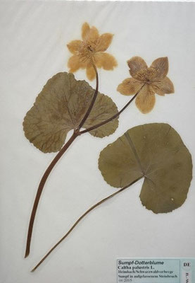 Caltha palustris / Sumpf-Dotterblume    (6/2005; Heimbach Schwarzwaldvorberge)   (Herbarium Dr. Wolf von Thun)