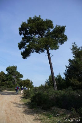 Pinus nigra / Schwarz-Kiefer  