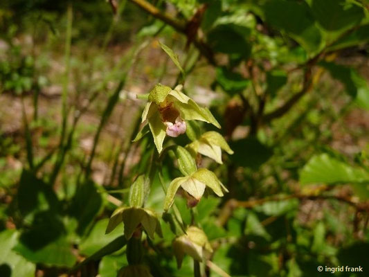 Epipactis muelleri / Müller-Ständelwurz