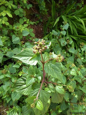 Ageratina adenophora / Drüsiger Wasserdost