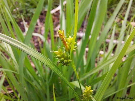 Carex pallescens / Bleiche Segge