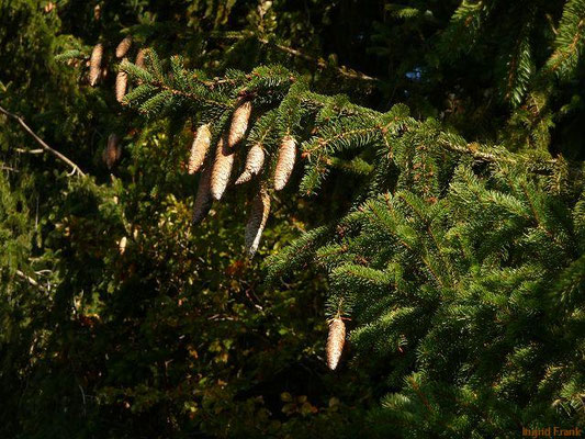 Picea abies / Fichte, Rottanne