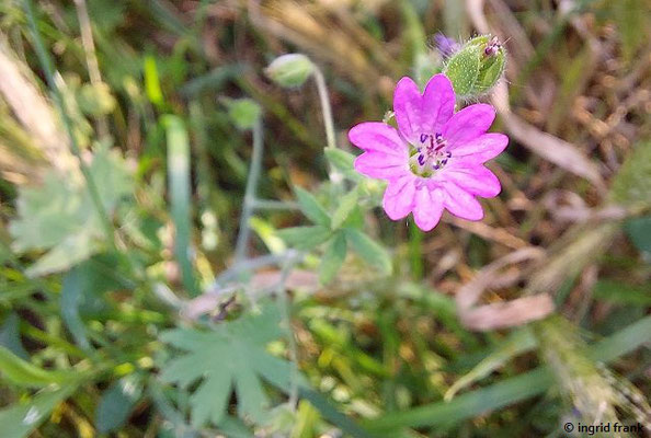 Geranium molle / Weicher Storchschnabel
