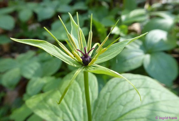 Paris quadrifolia / Einbeere