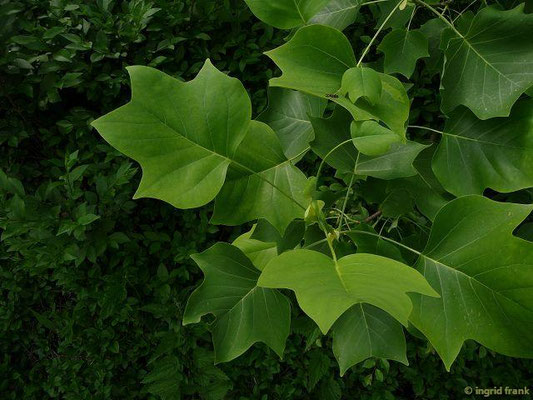 02.06.2015: Liriodendron tulipifera / Tulpenbaum