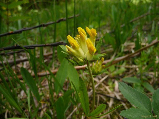 Anthyllis spec. (22 Arten)