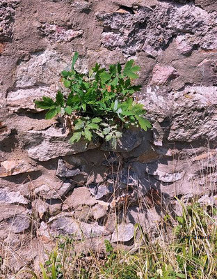 Chelidonium majus / Schöllkraut    (17.08.2023; Ruine Schauenburg bei Dossenheim)